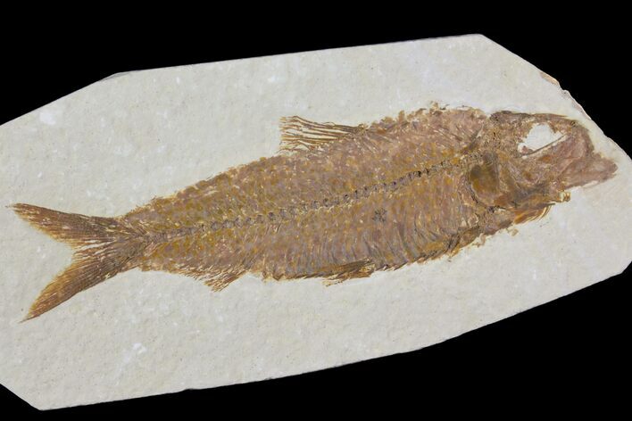 Detailed Fossil Fish (Knightia) - Wyoming #115110